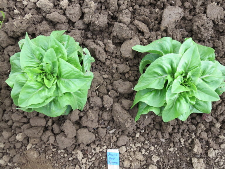 Lettuce Seeds, Amish Deer Tongue Two Amish Deer Tongue lettuce plants photographed in the field.