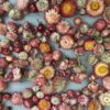 Cut Apricot strawflower buds spread on the counter.