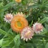 Apricot SW2 Apricot strawflower with cream and golden color tones photographed in the field.