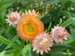 Apricot strawflower with cream and golden color tones photographed in the field.
