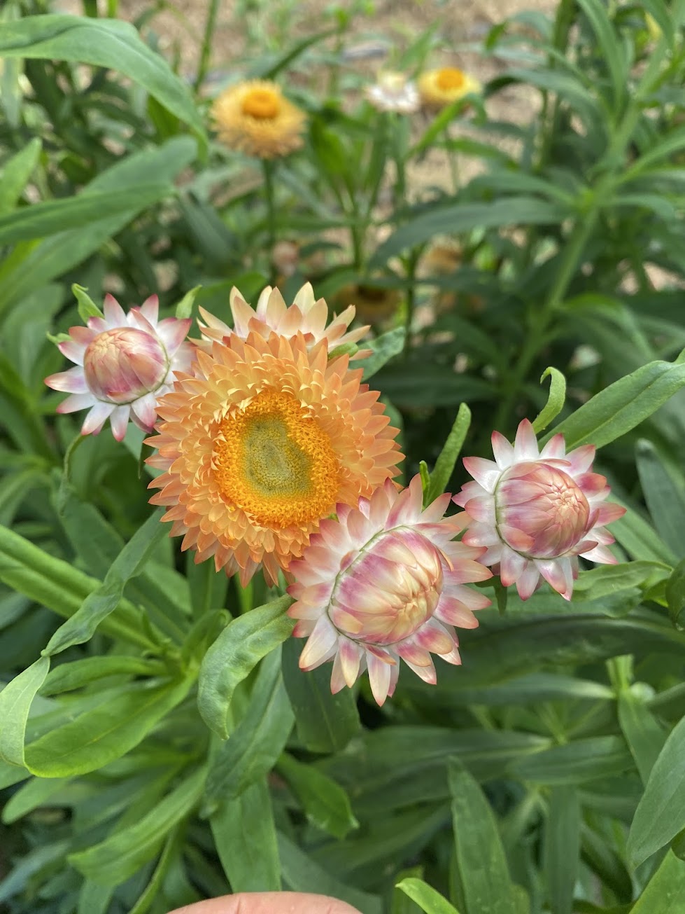 Apricot strawflower with cream and golden color tones photographed in the field.