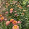Apricot SW3 Apricot strawflower with golden color tones photographed in the field.