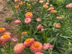 Apricot strawflower with golden color tones photographed in the field.