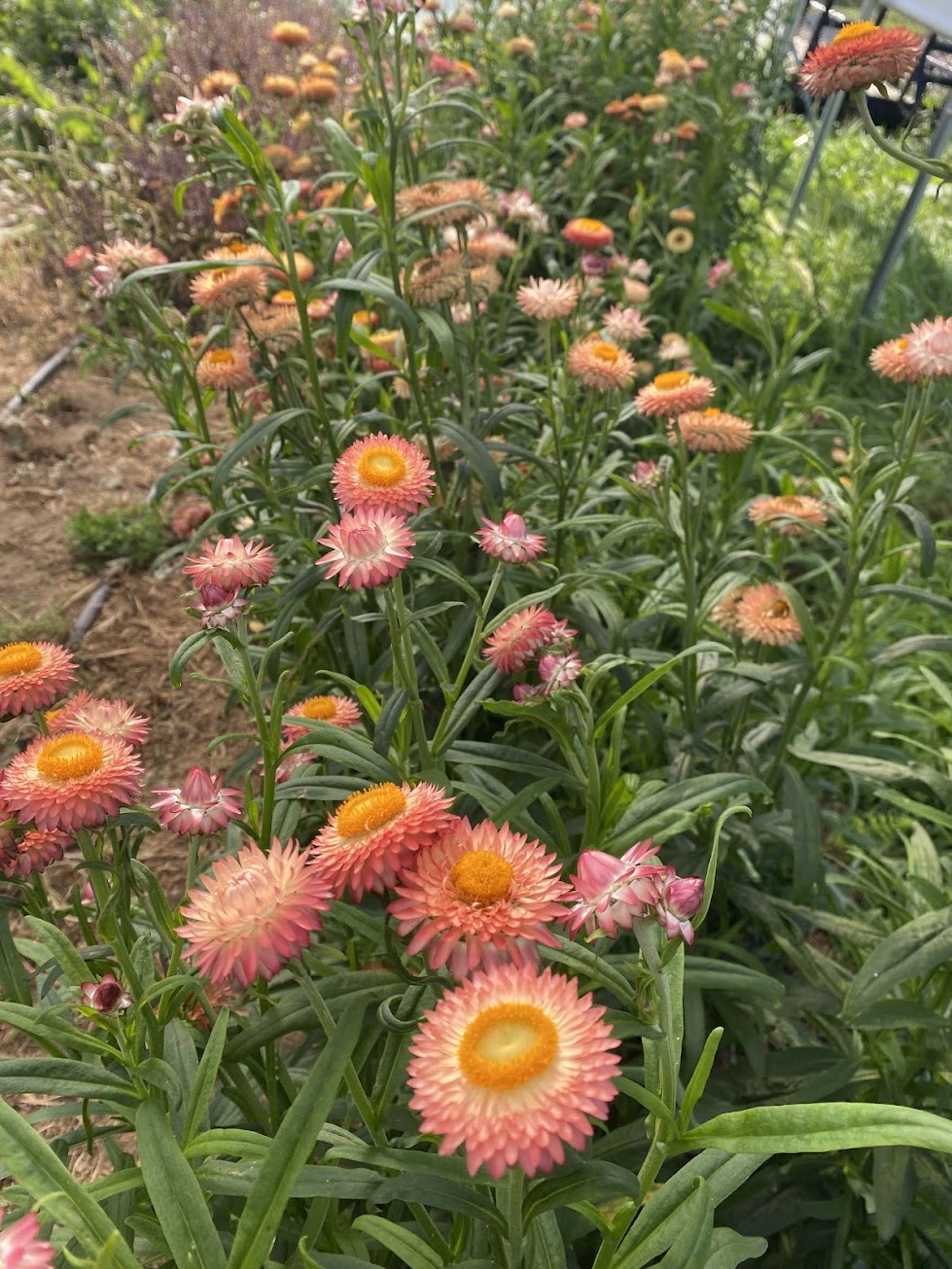 Apricot strawflower with golden color tones photographed in the field.