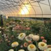 Apricot SW4 Apricot strawflower with various color tones photographed in a greenhouse in OH as the sun sets.