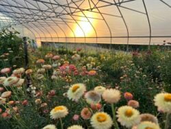 Apricot strawflower with various color tones photographed in a greenhouse in OH as the sun sets.