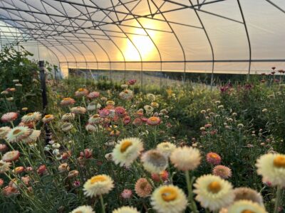 Apricot SW4 Apricot strawflower with various color tones photographed in a greenhouse in OH as the sun sets.