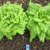 Two Black-seeded Simpson plants photographed in the field.
