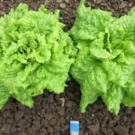 Lettuce Seeds, Black-seeded Simpson