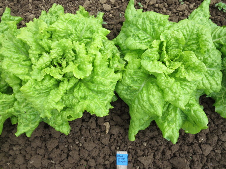 Lettuce Seeds, Black-seeded Simpson Two Black-seeded Simpson lettuce plants photographed in the field.