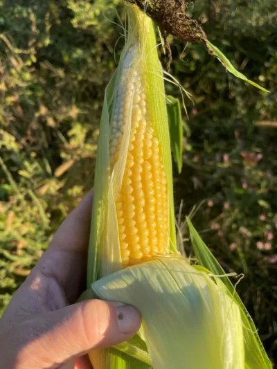 Buhl Ear of Buhl sweet corn in farmer's hand.