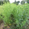 Canakkale Kereviz2 Canakkale celeriac plants photographed while bolting in summer 2025.