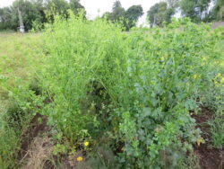 Canakkale celeriac plants photographed while bolting in summer 2025.