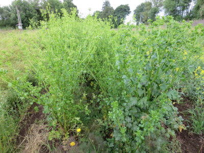 Canakkale Kereviz2 Canakkale celeriac plants photographed while bolting in summer 2025.