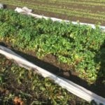 Canakkale celeriac plants photographed in January 2024.