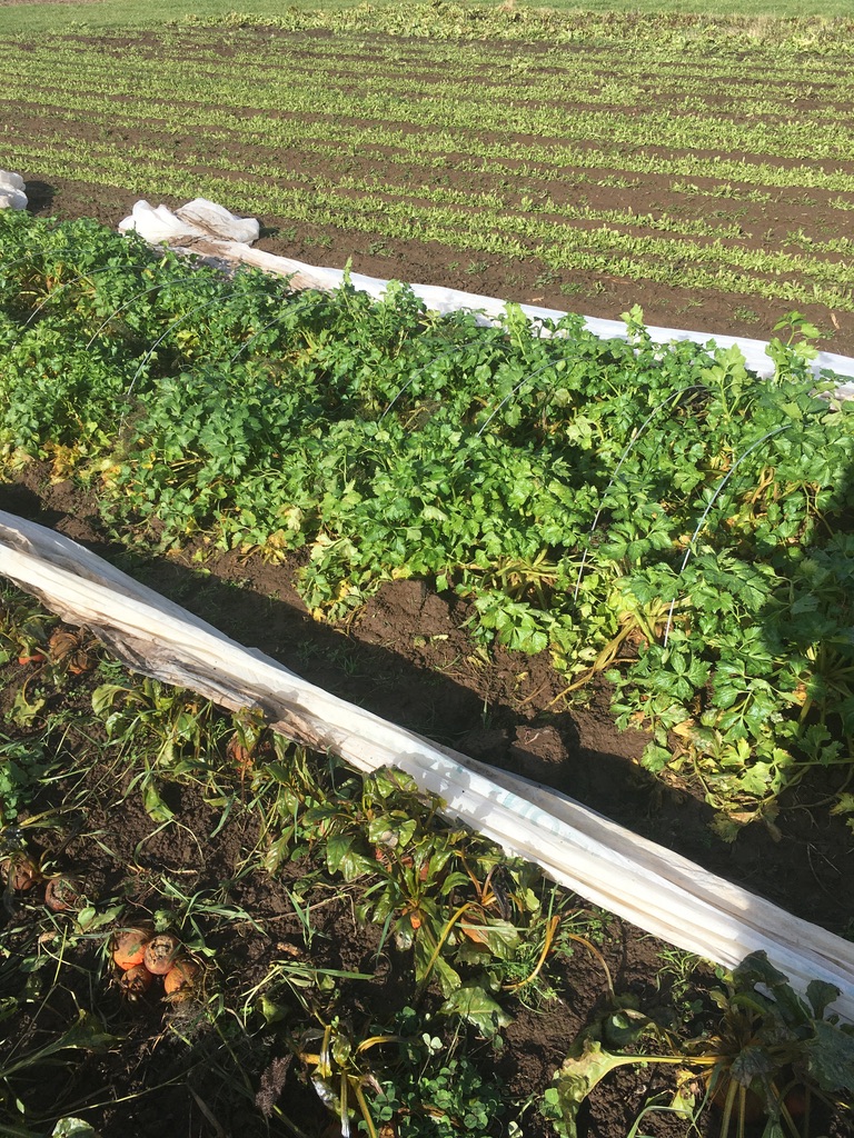 Celeriac patch Jan 2024