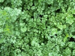 Cilantro plants at full maturity photographed in a field in OH.