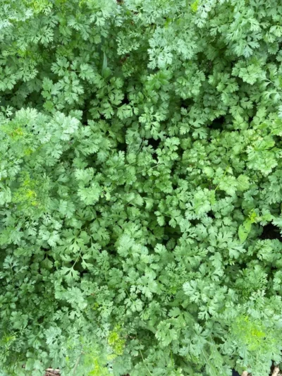 Cilantro Cilantro plants at full maturity photographed in a field in OH.