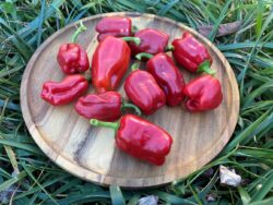 Seed-mature Doru 16 sweet pepper fruits photographed in a wooden tray placed on grass.