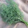 A bunch of Gonen 10 dill photographed on burlap bag.