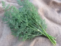 A bunch of Gonen 10 dill photographed on burlap bag.