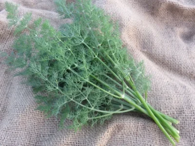 Gonen 10-1 A bunch of Gonen 10 dill photographed on burlap bag.