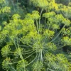 Gonen 10-2 Dill Seeds, Gönen 10