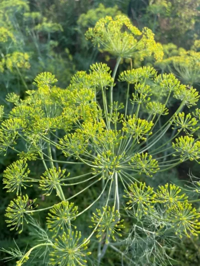 Gonen 10-2 Dill Seeds, Gönen 10