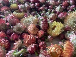 Strawflower Seeds
