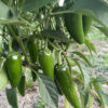 Jalapeno hot pepper plant in full production on a farm in Ohio.