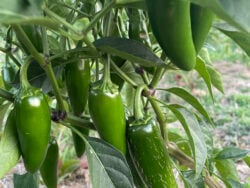 Jalapeno hot pepper plant in full production on a farm in Ohio.