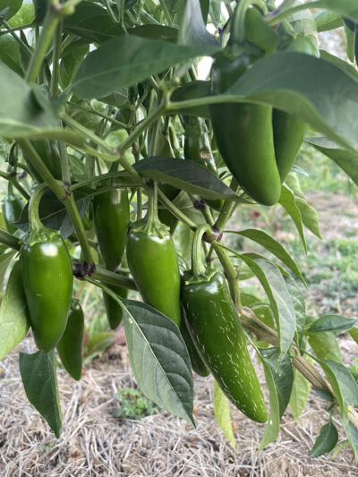 Jalapeno KO Jalapeno hot pepper plant in full production on a farm in Ohio.