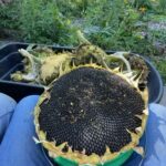 Kara Barut sunflower photographed on a person's lap while they harvest seeds in Iowa.