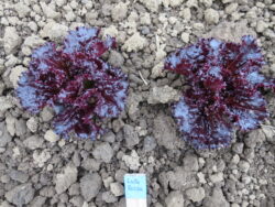 Two Lollo Rossa lettuce plants photographed in the field.