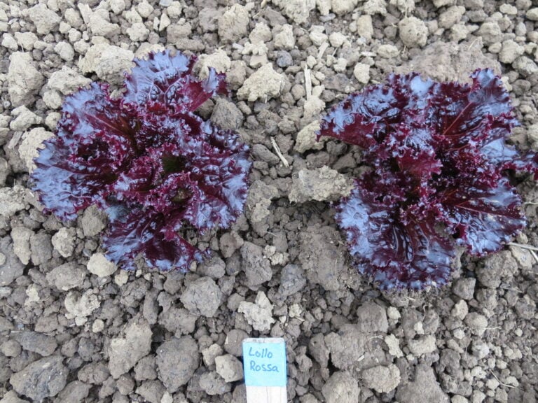 Lettuce Seeds, Lollo Rossa Two Lollo Rossa lettuce plants photographed in the field.