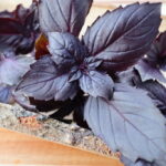 Basil Seeds, Mor Reyhan