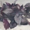 Mor Reyhan basil leaves photographed in cement bowl.