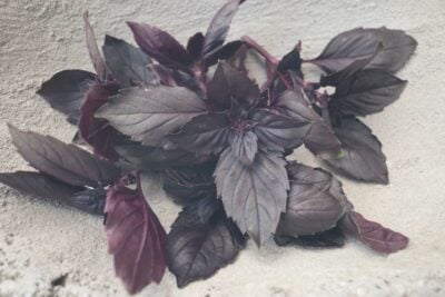 Mor Reyhan basil leaves photographed in cement bowl.