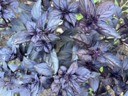Mor Reyhan basil plants photographed in the field in Reedsville, WV.