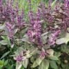 Mor Reyhan basil plants photographed while bolting and flowering in the field in OH.