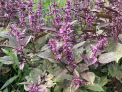 Mor Reyhan basil plants photographed while bolting and flowering in the field in OH.