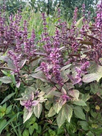 MR4 Mor Reyhan basil plants photographed while bolting and flowering in the field in OH.