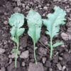 Three Persian Cress leaves photographed on soil.