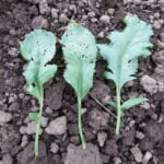 Cress Seeds, Persian