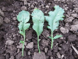Three Persian Cress leaves photographed on soil.