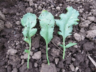 Persain Cress1 Three Persian Cress leaves photographed on soil.