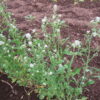 Persain Cress2 Persian Cress plants photographed in flowering stage in Corvallis, OR.