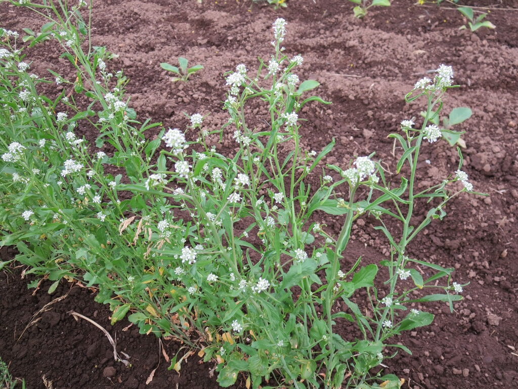 Persian Cress plants photographed in flowering stage in Corvallis, OR.