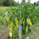 Samsun Carliston pepper plants photographed in the field in Oregon.