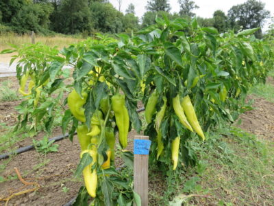 Samsun Carliston1 Samsun Carliston pepper plants photographed in the field in Oregon.